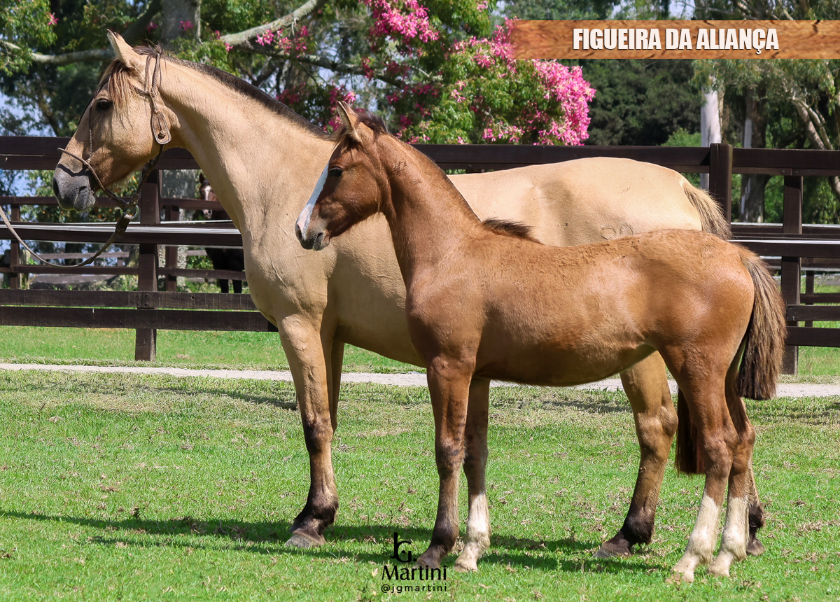 FIGUEIRA DA ALIANÇA