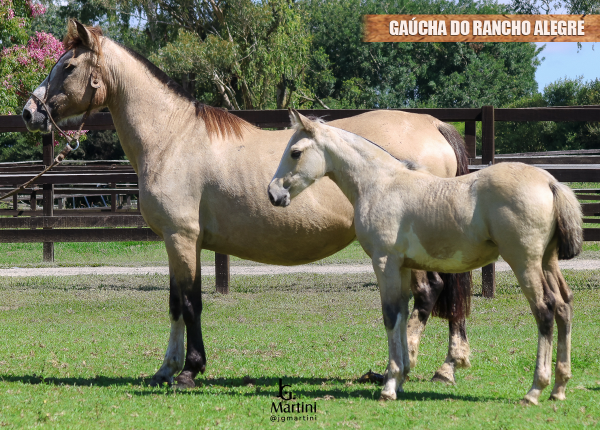 GAÚCHA DO RANCHO ALEGRE