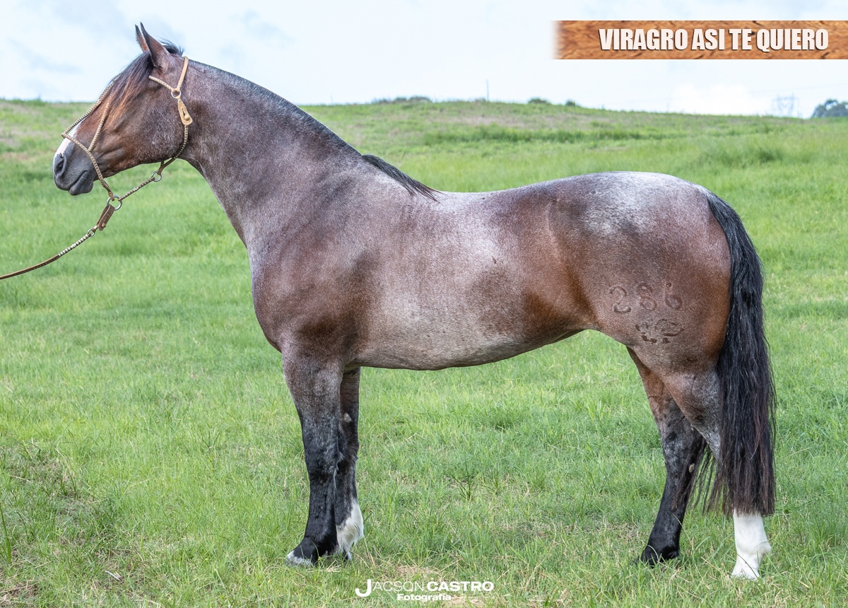 VIRAGRO ASI TE QUIERO