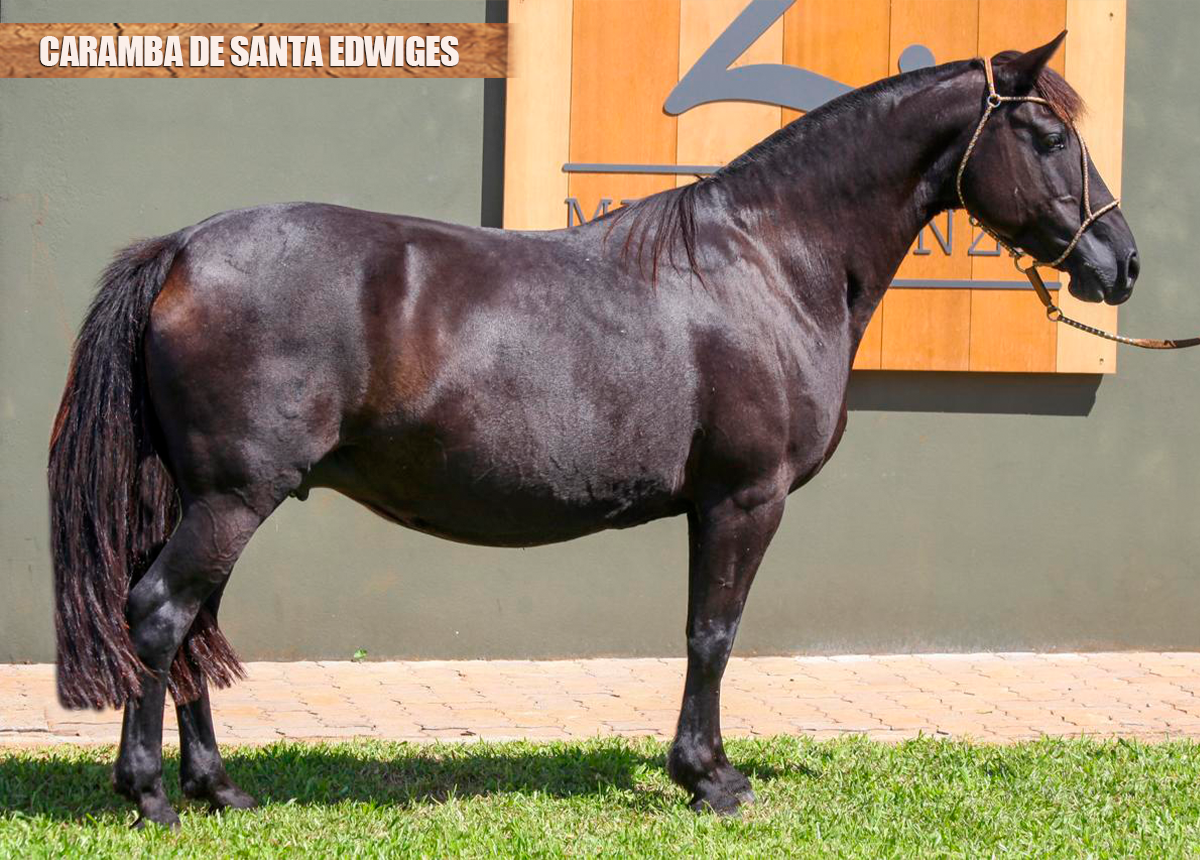 CARAMBA DE SANTA EDWIGES