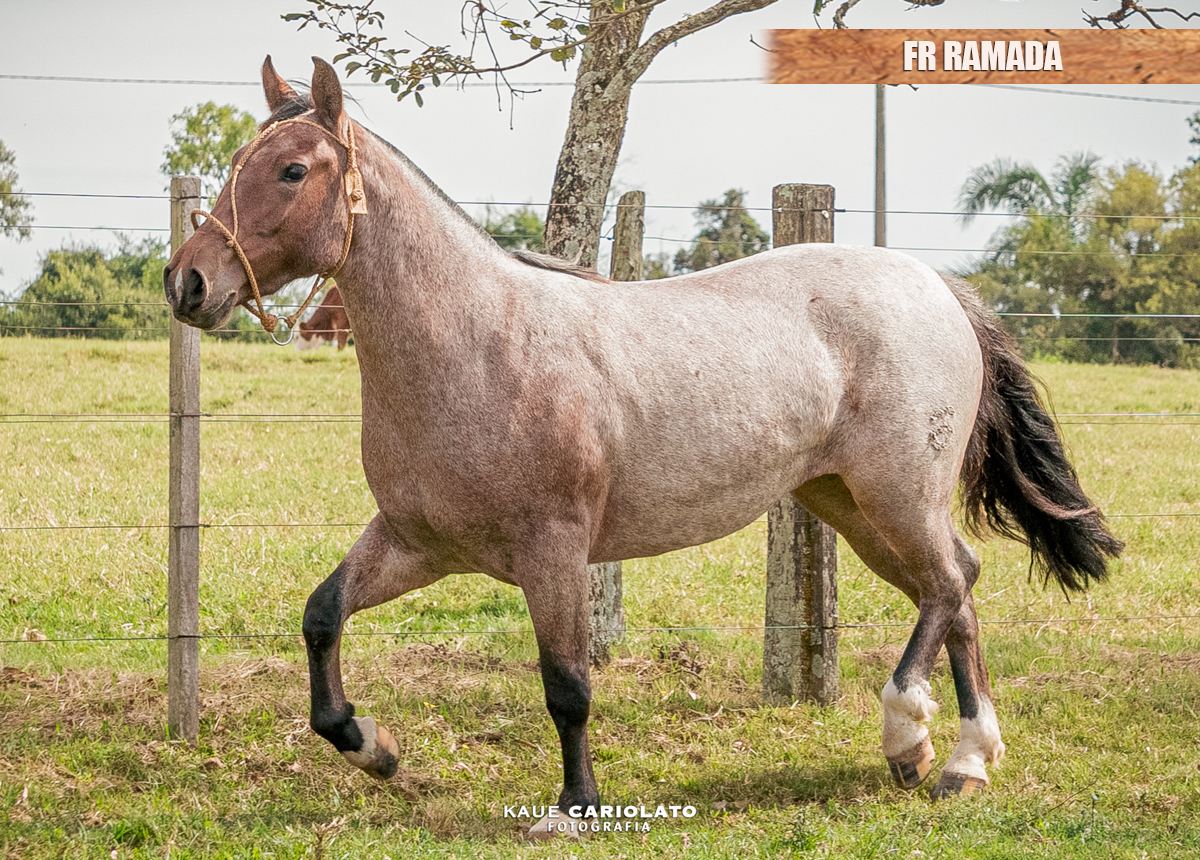 FR RAMADA
