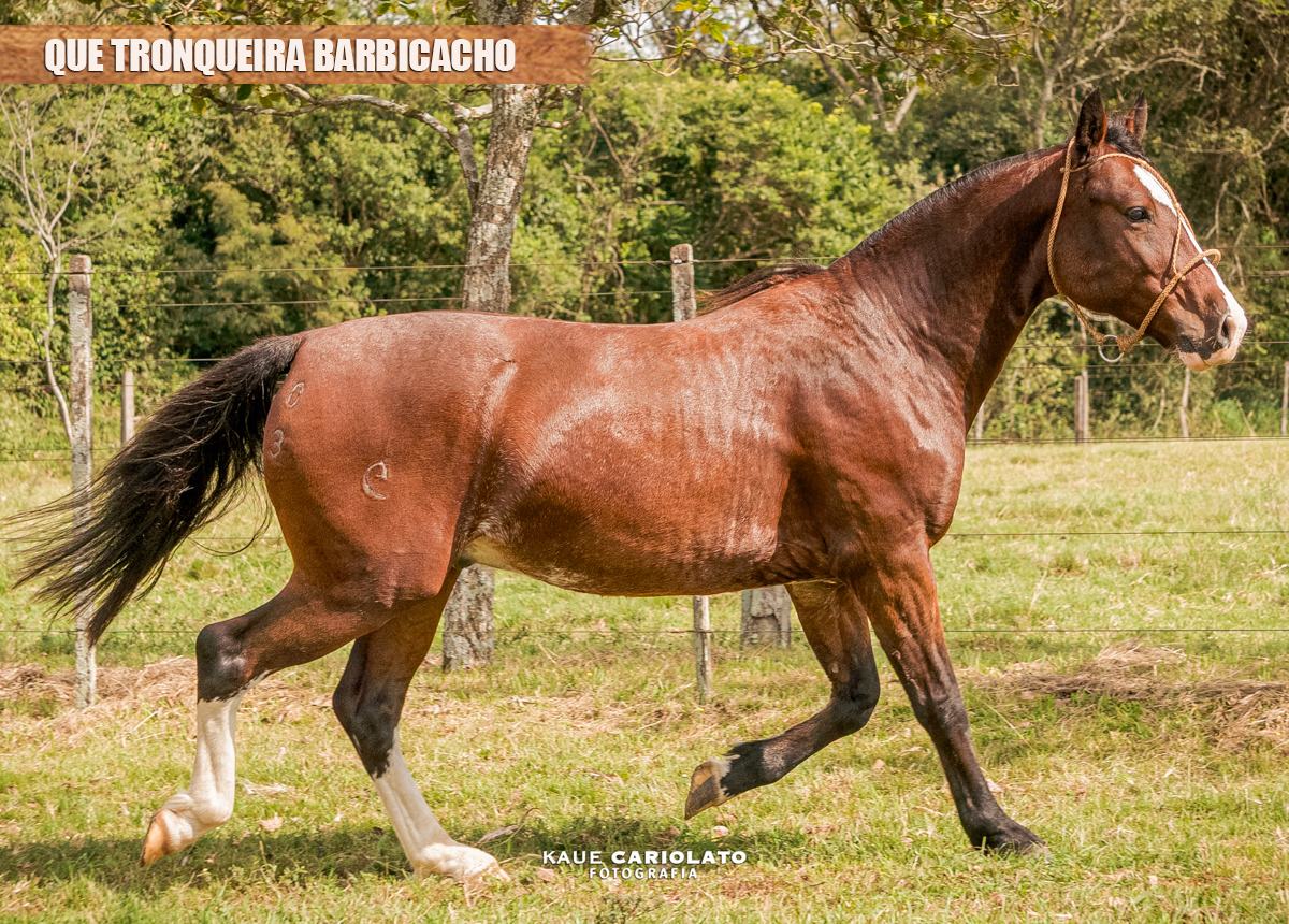 QUE TRONQUEIRA BARBICACHO