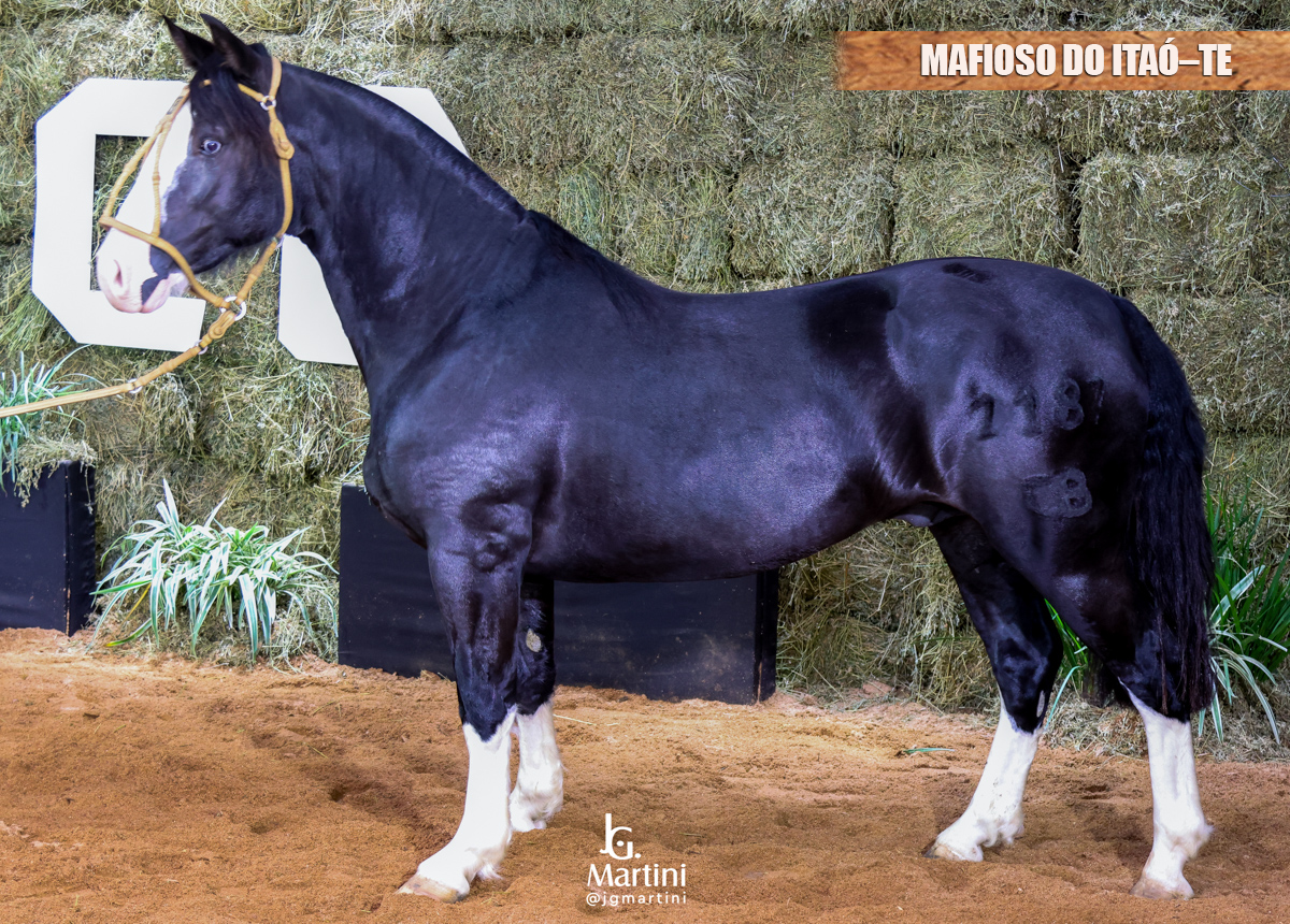 MAFIOSO DO ITAÓ-TE