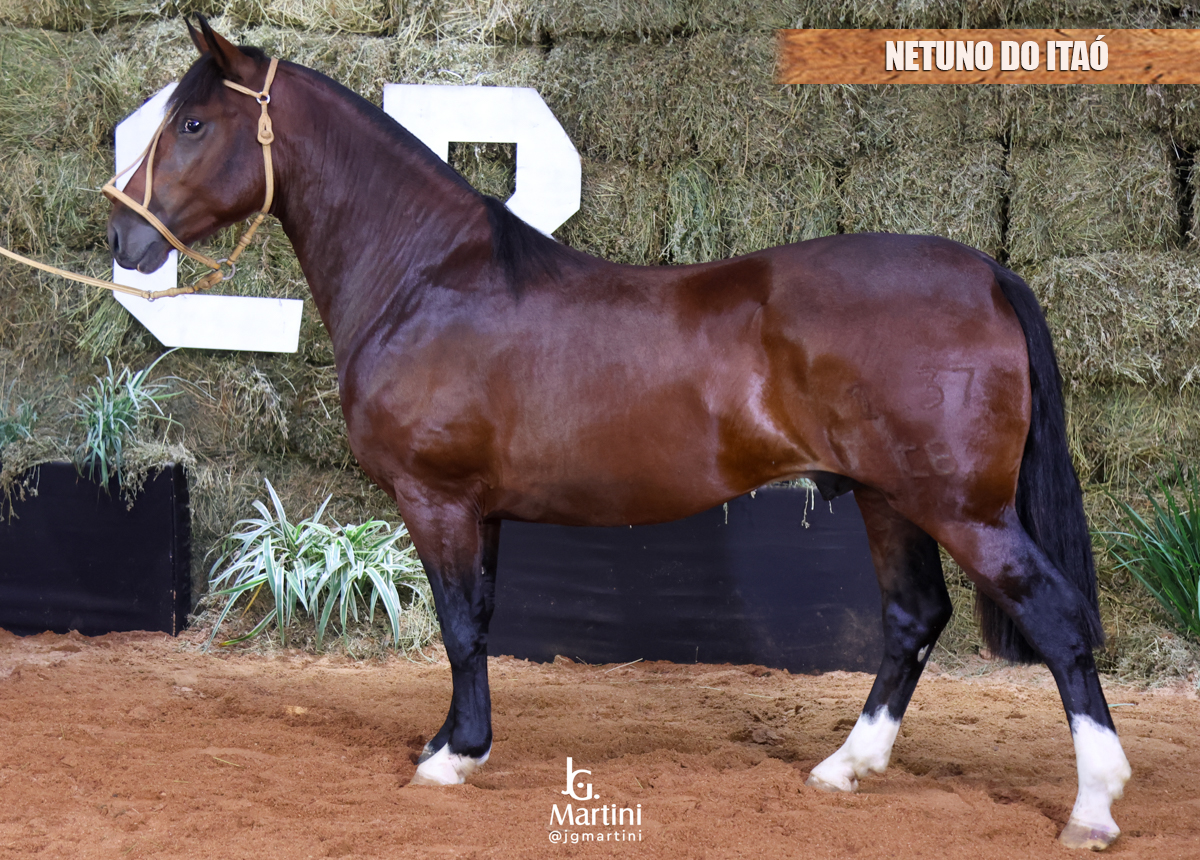 NETUNO DO ITAÓ