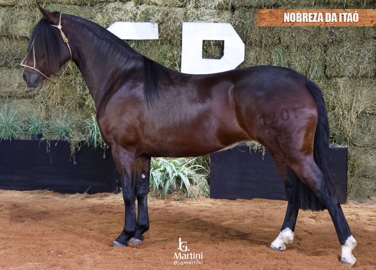 NOBREZA DA ITAÓ