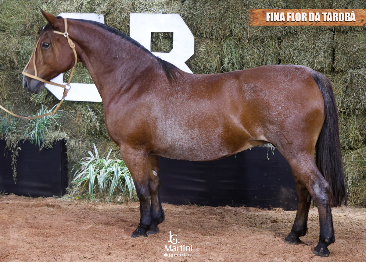 FINA FLOR DA TAROBÁ