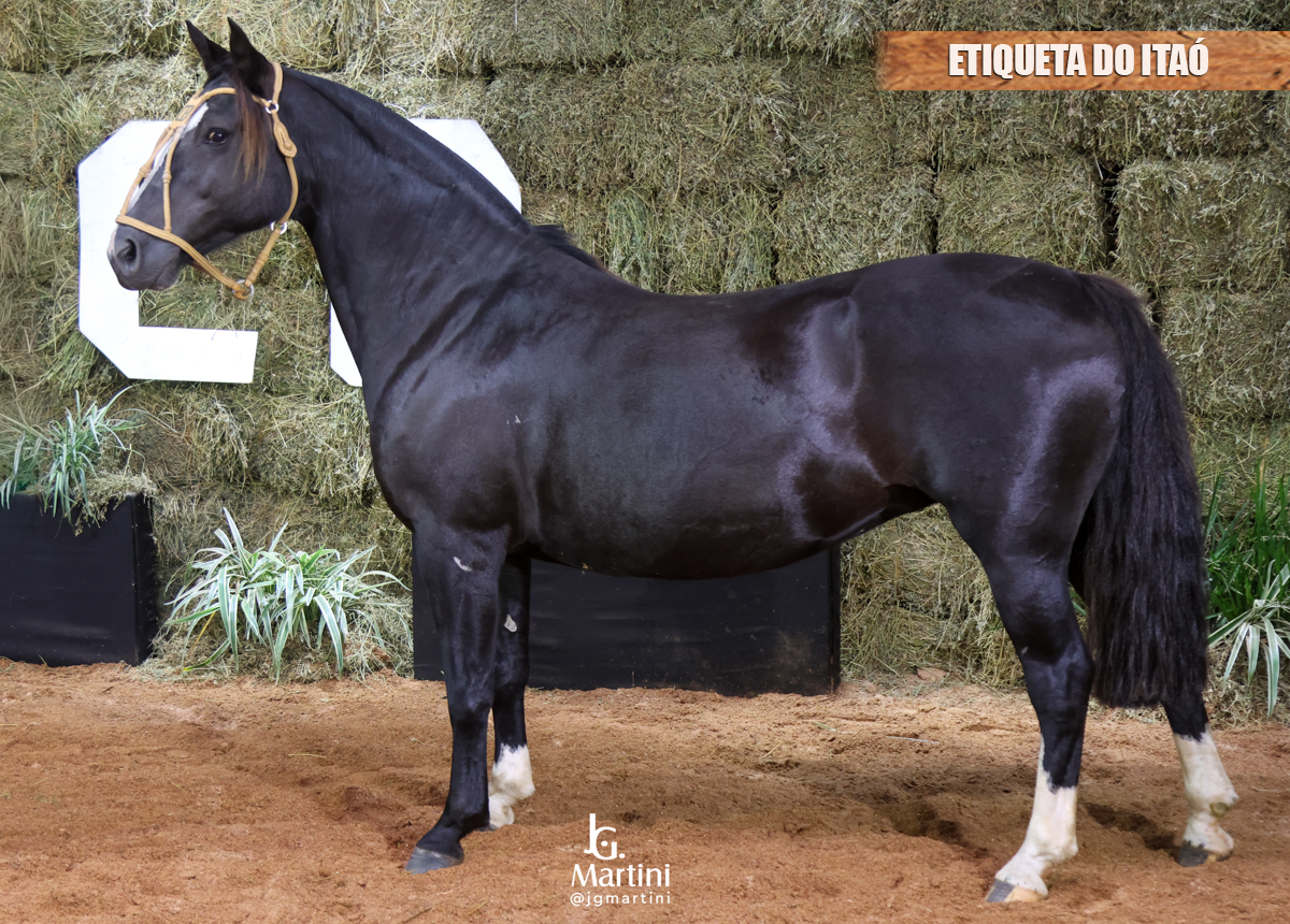 ETIQUETA DO ITAÓ