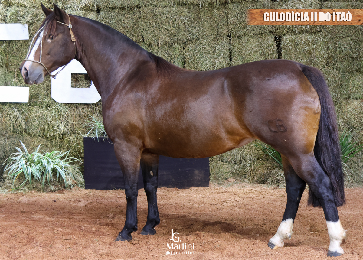 GULODÍCIA II DO ITAÓ