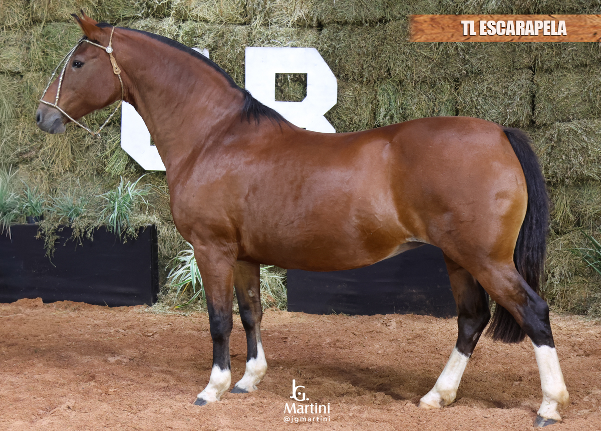 TL ESCARAPELA