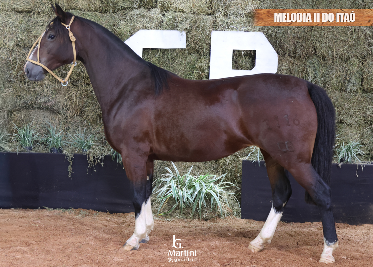 MELODIA II DO ITAÓ