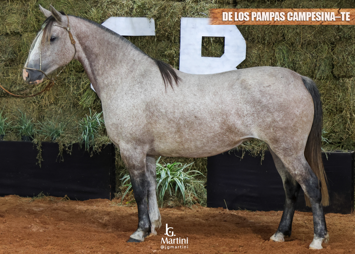 DE LOS PAMPAS CAMPESINA-TE