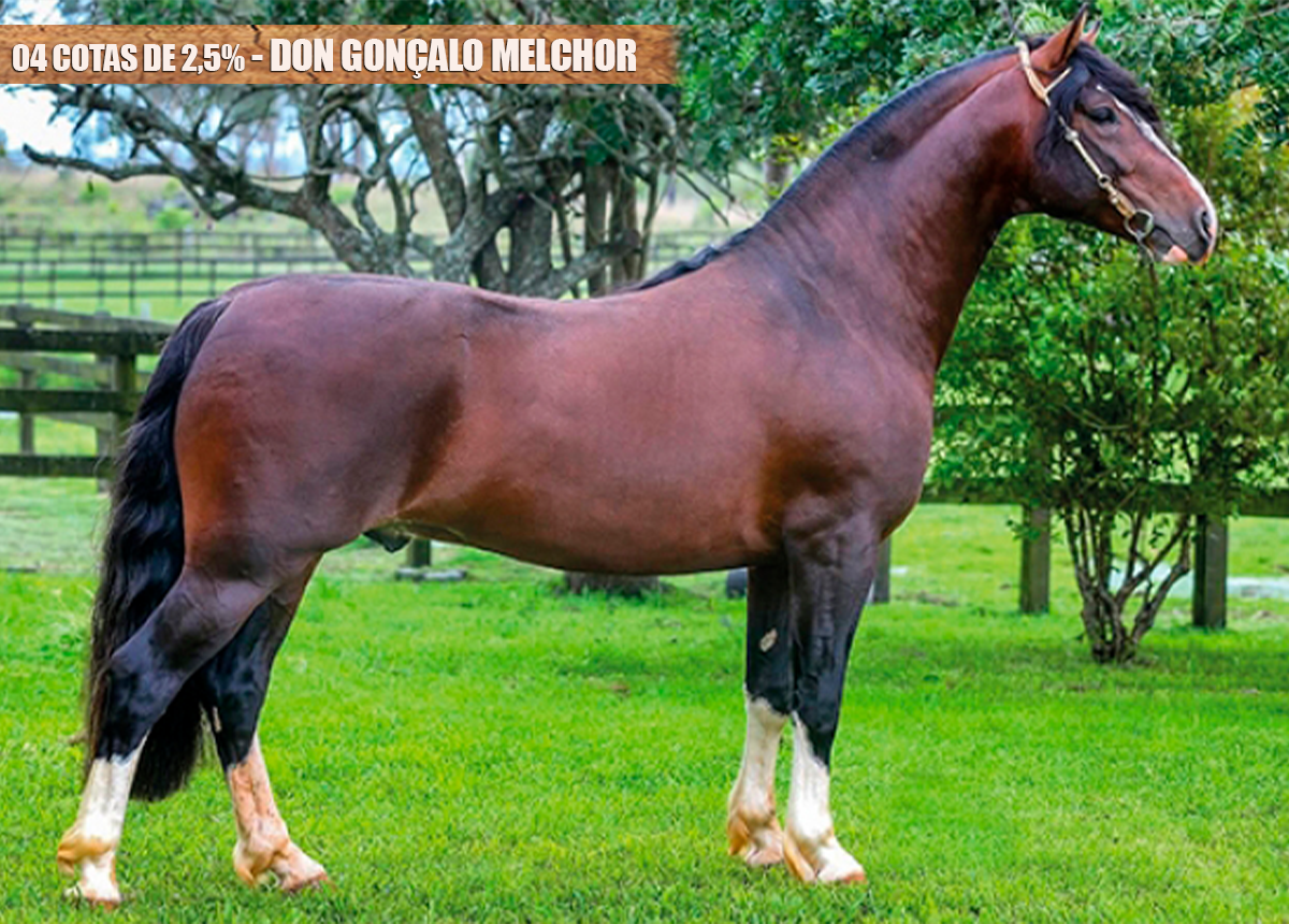 04 COTAS DE 2,5%  - DON GONÇALO MELCHOR
