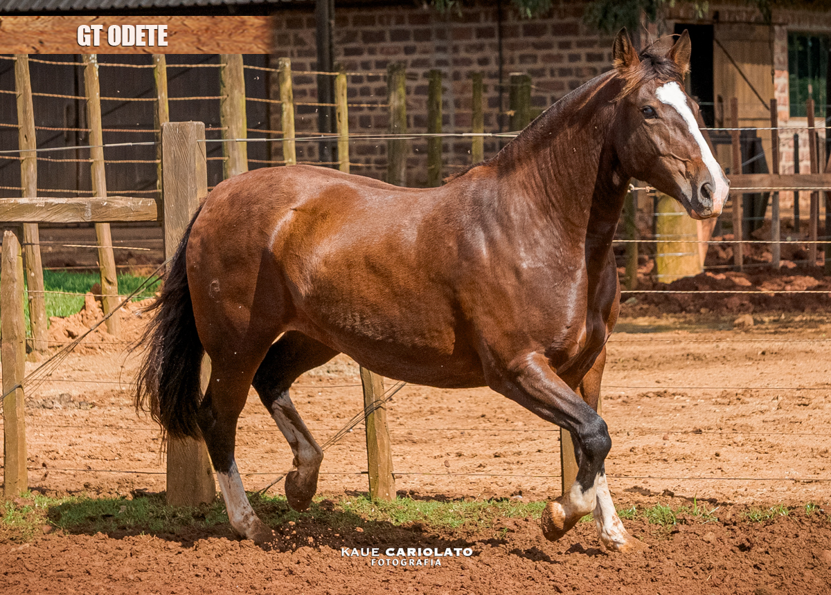 GT ODETE