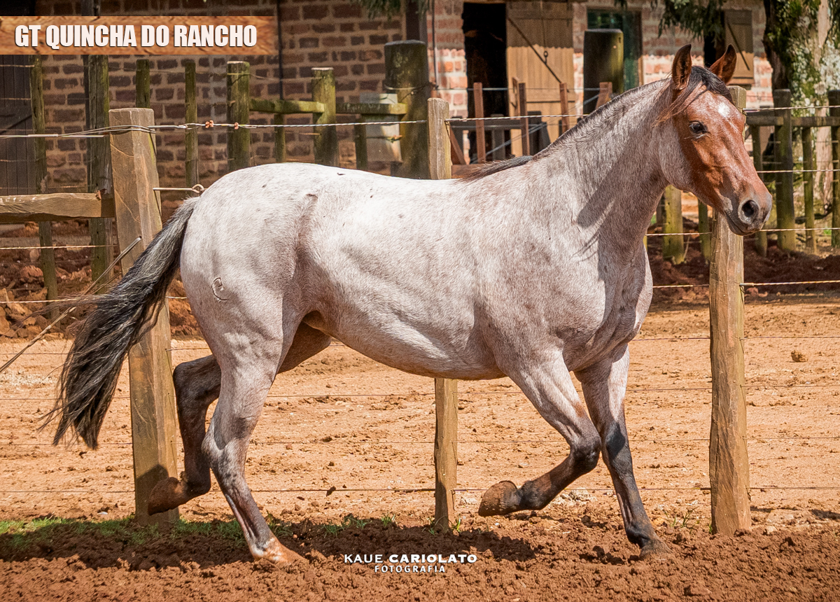 GT QUINCHA DO RANCHO