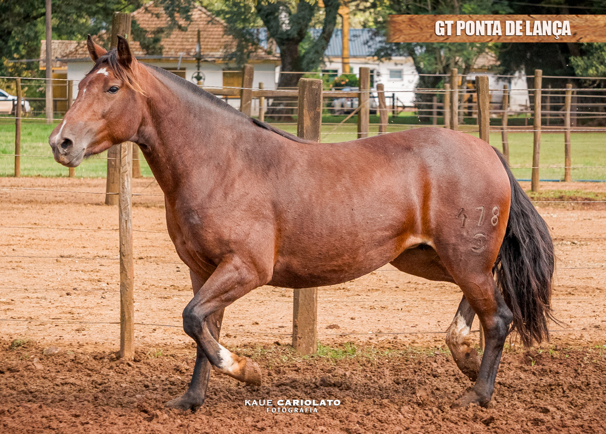 GT PONTA DE LANÇA