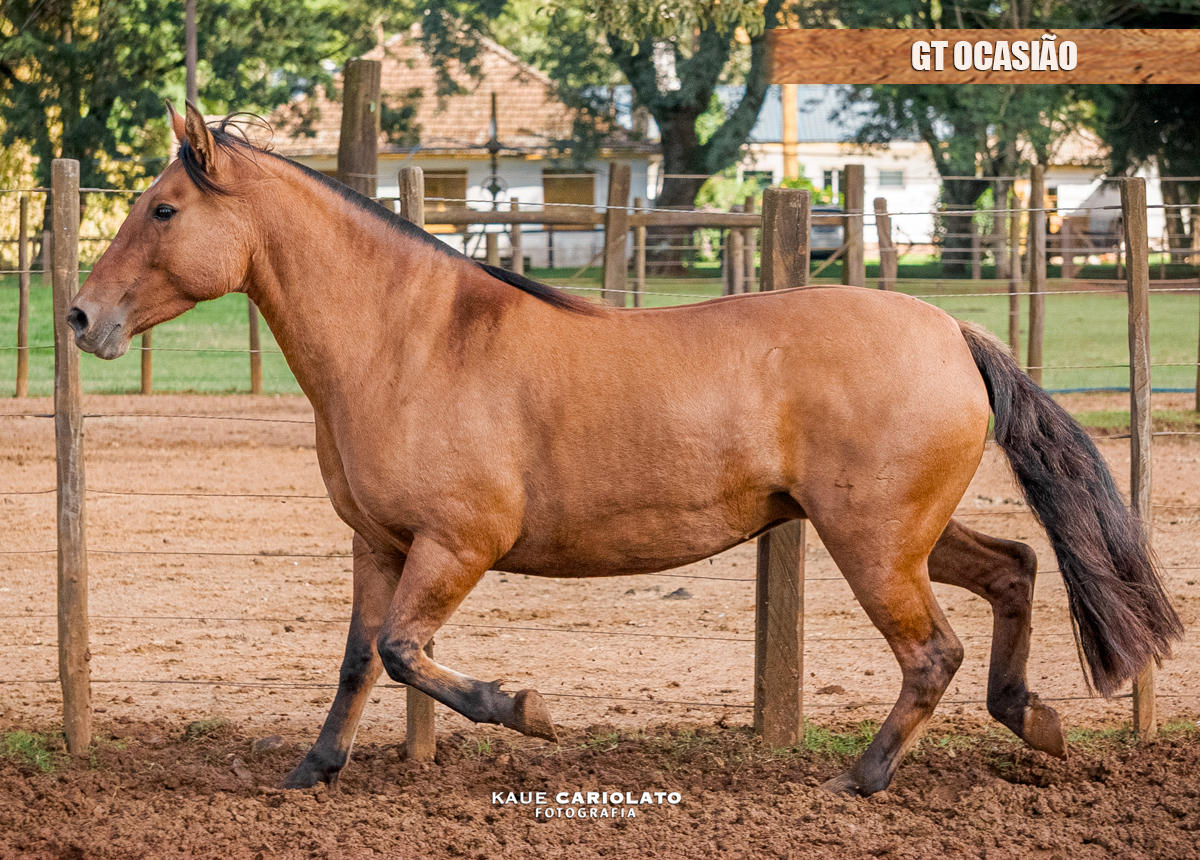 GT OCASIÃO
