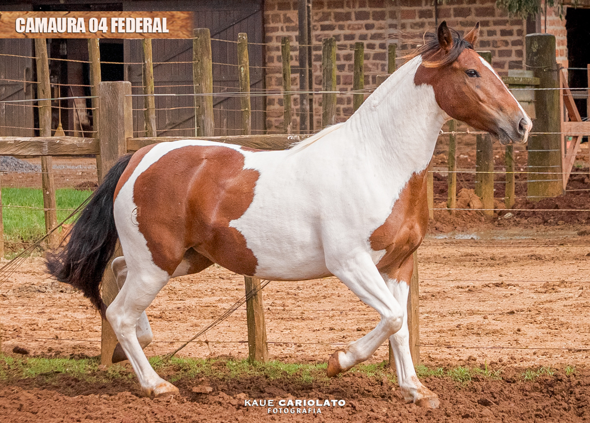 CAMAURA 04 FEDERAL