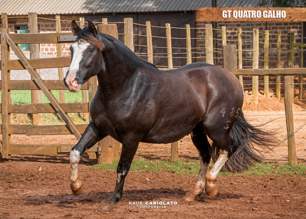 GT QUATRO GALHO