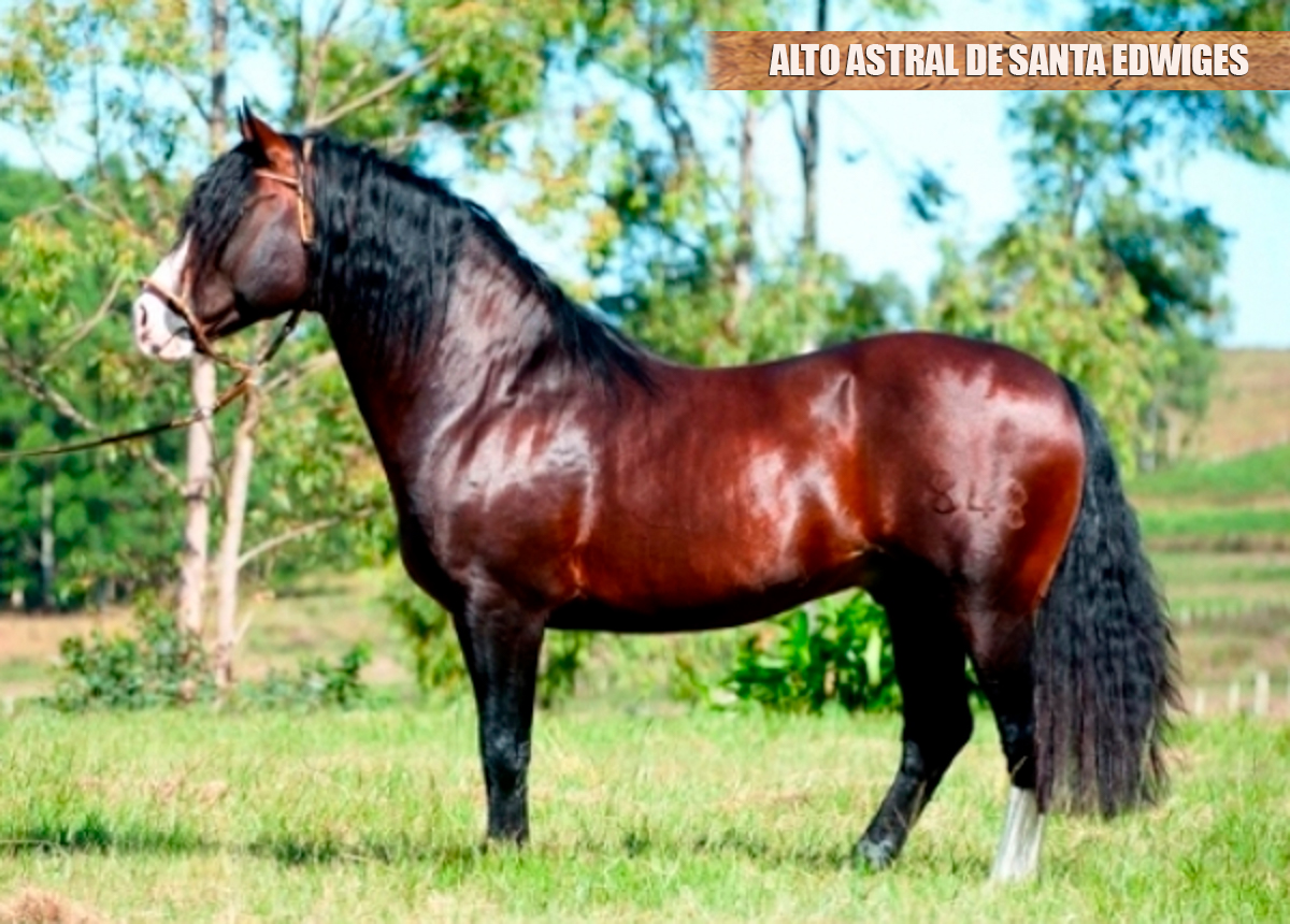 ALTO ASTRAL DE SANTA EDWIGES