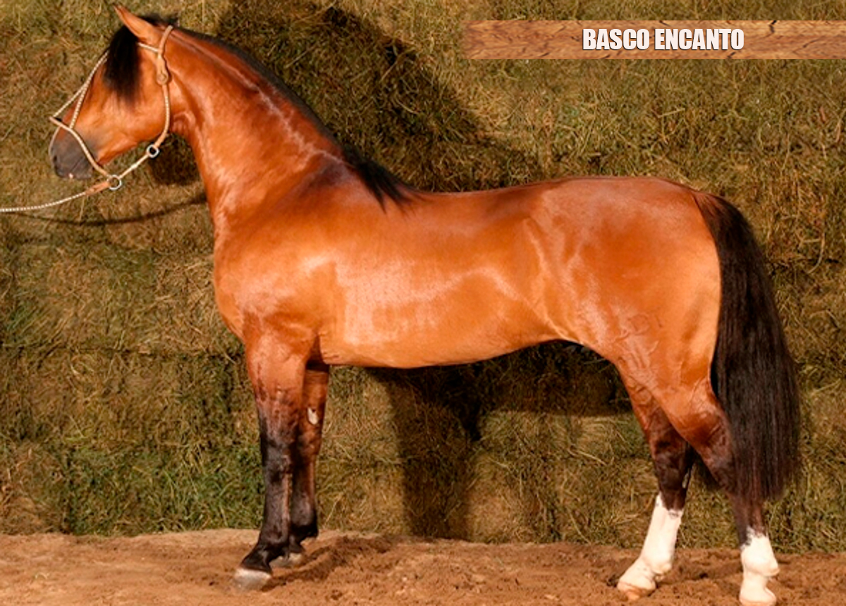 BASCO ENCANTO