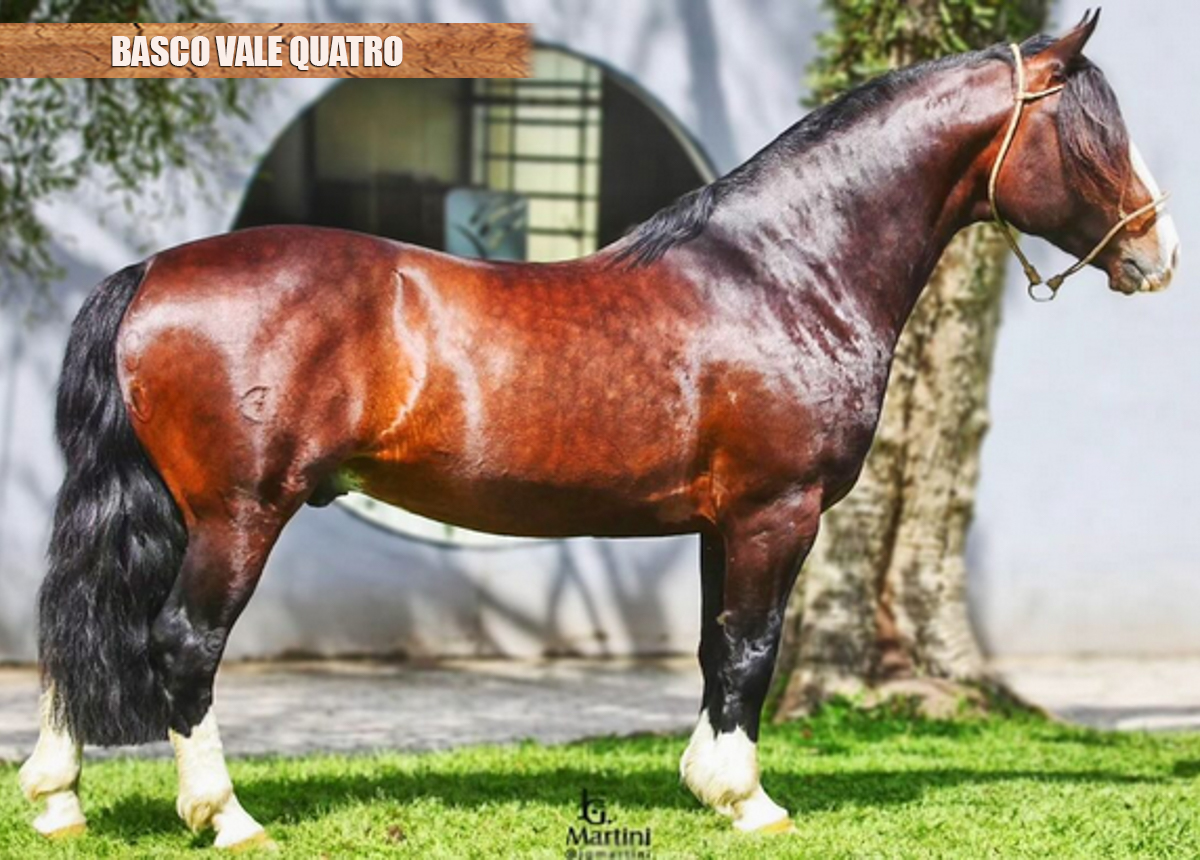 BASCO VALE QUATRO