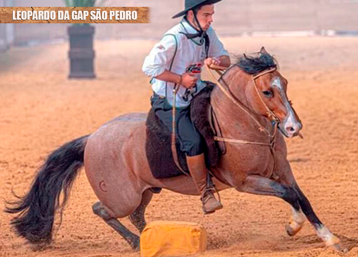 LEOPARDO DA GAP SÃO PEDRO
