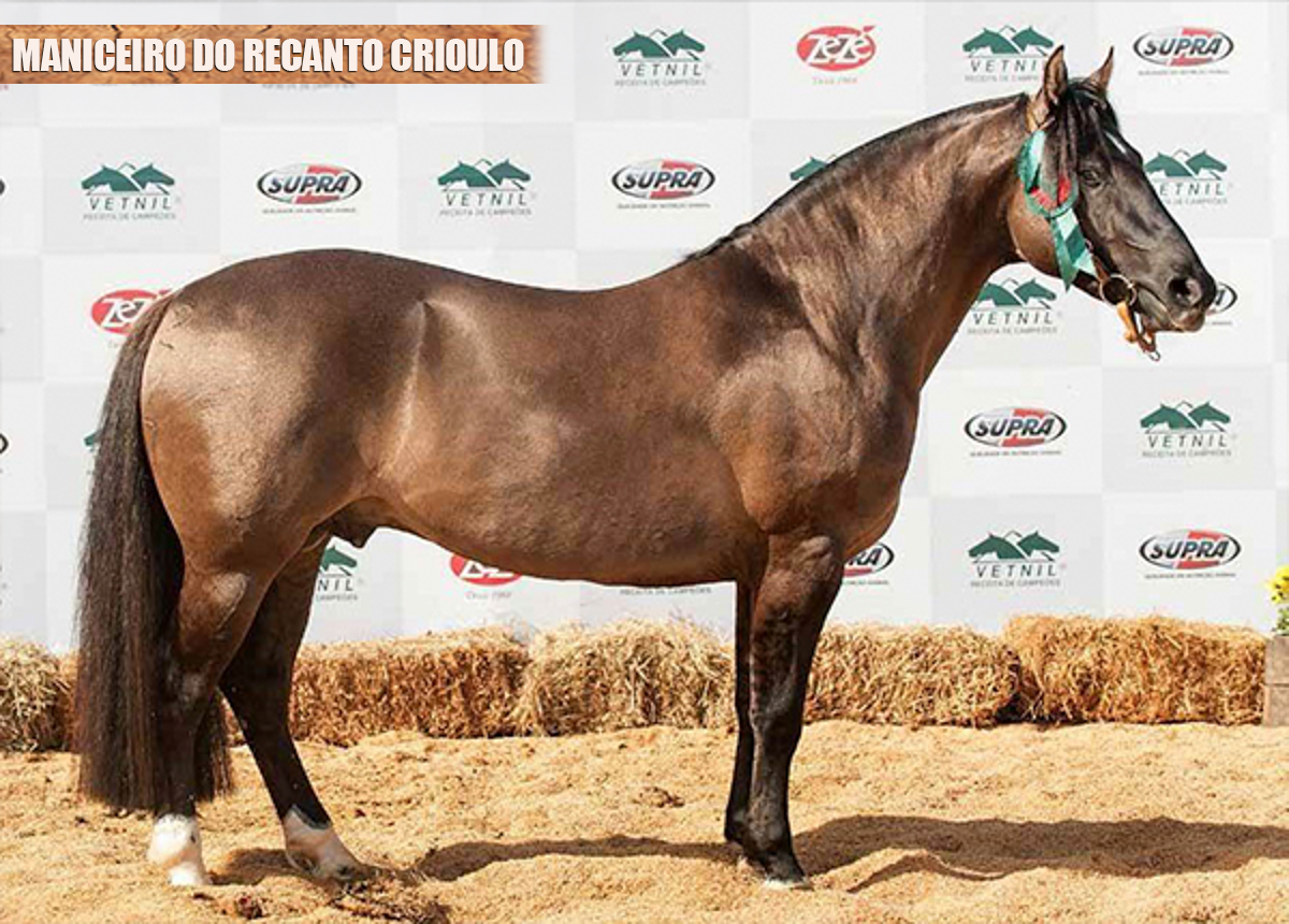 MANICEIRO DO RECANTO CRIOULO