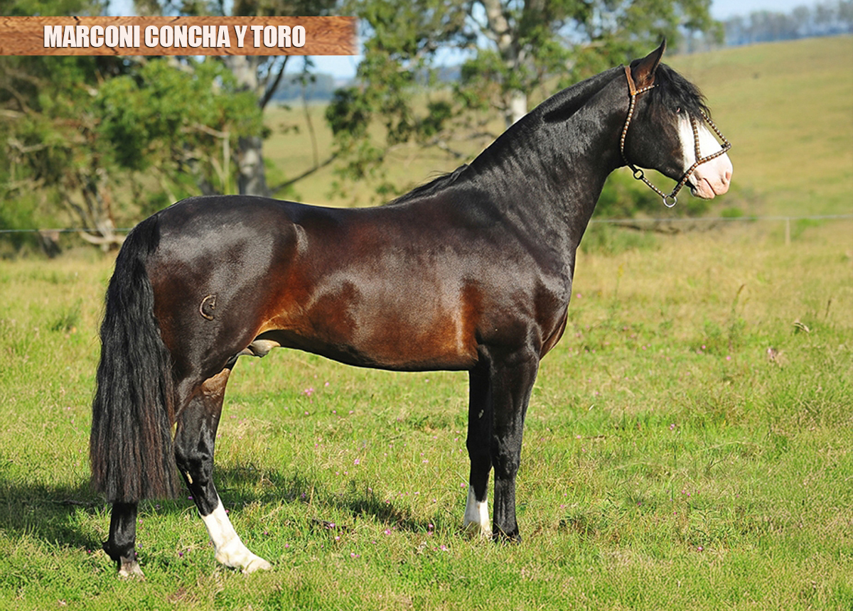 MARCONI CONCHA Y TORO