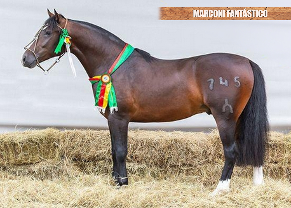 MARCONI FANTÁSTICO