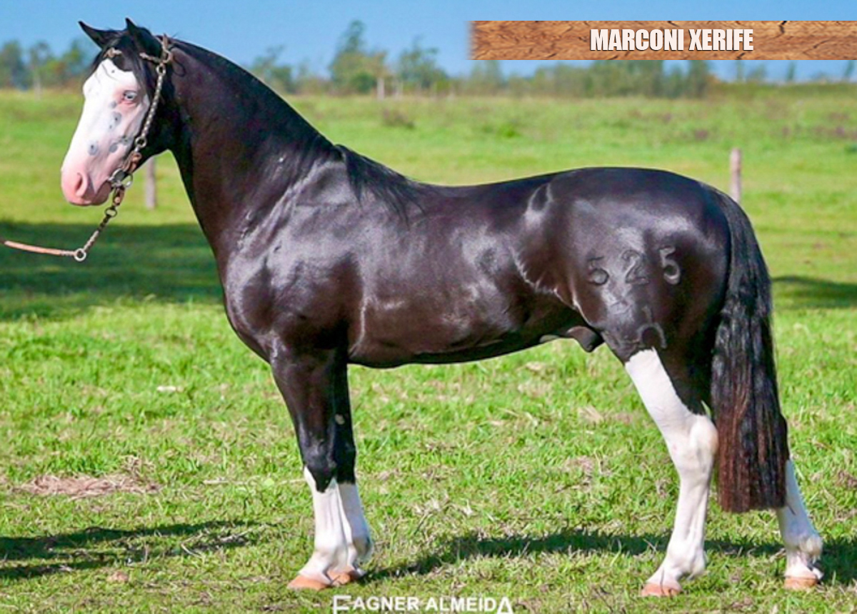MARCONI XERIFE