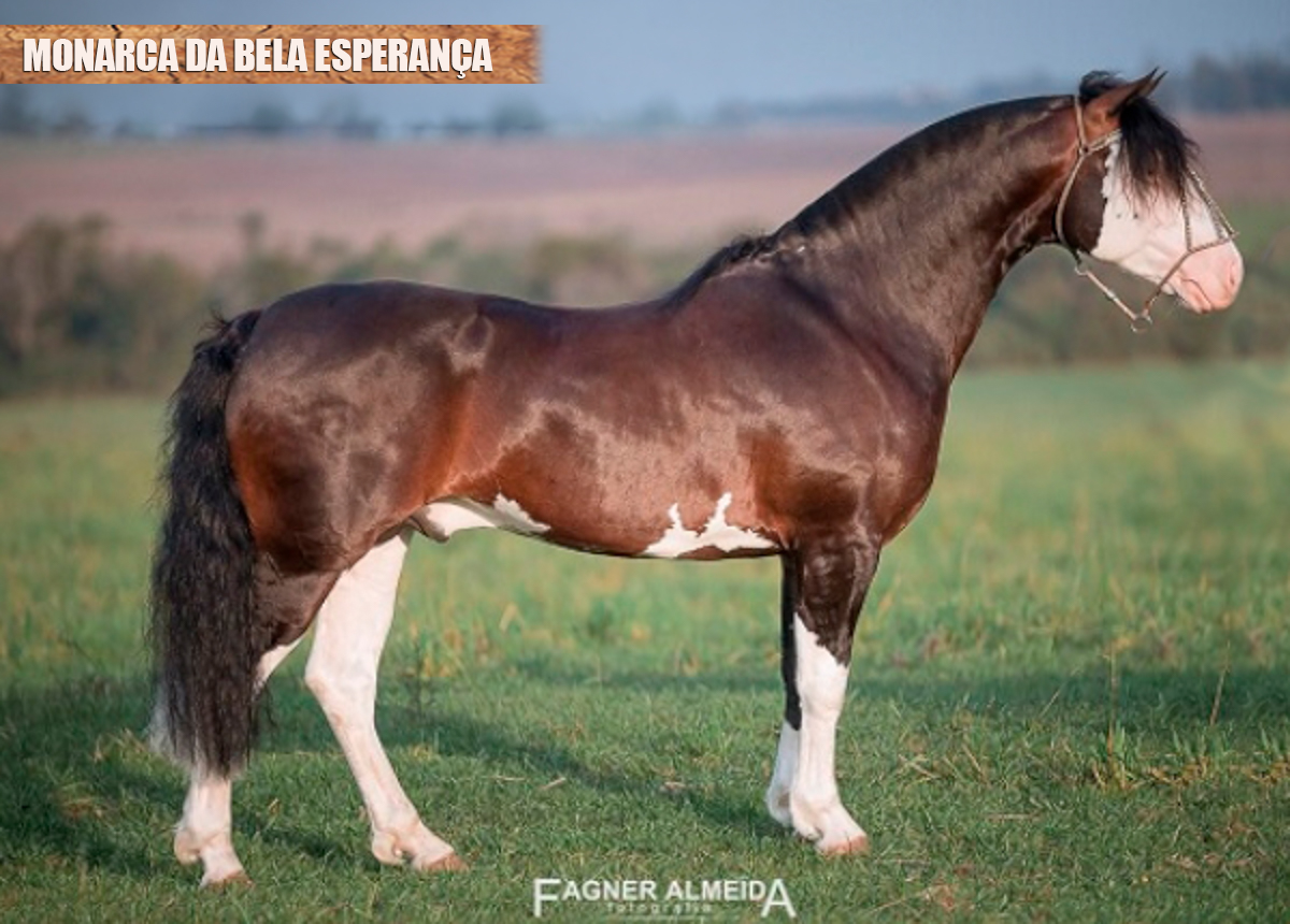 MONARCA DA BELA ESPERANÇA