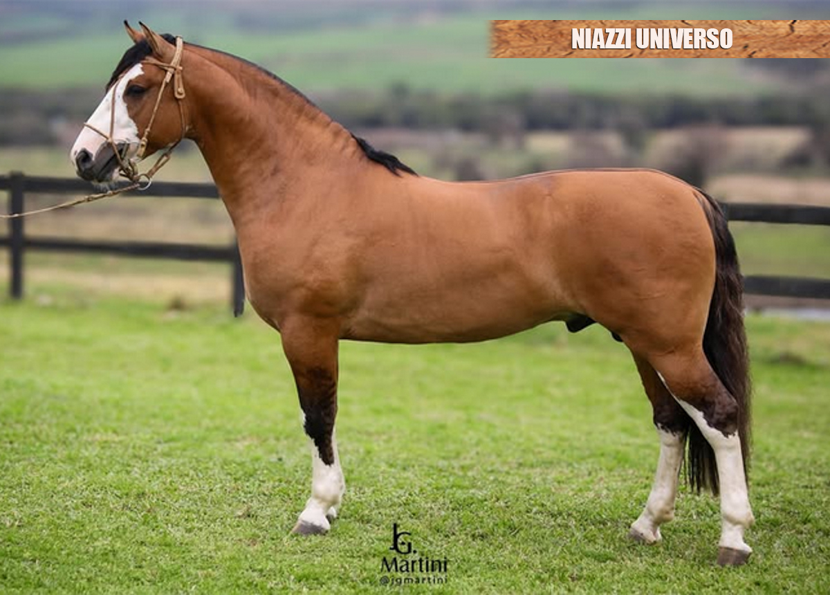NIAZZI UNIVERSO