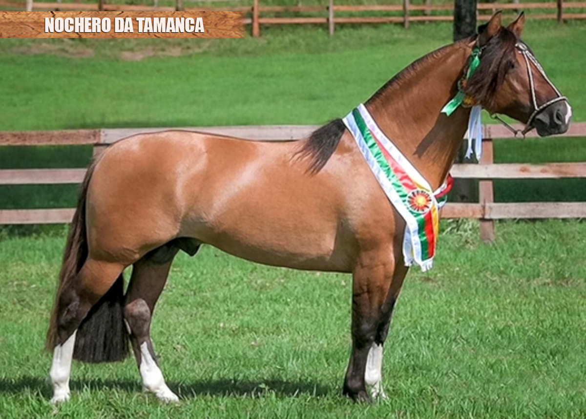 NOCHERO DA TAMANCA