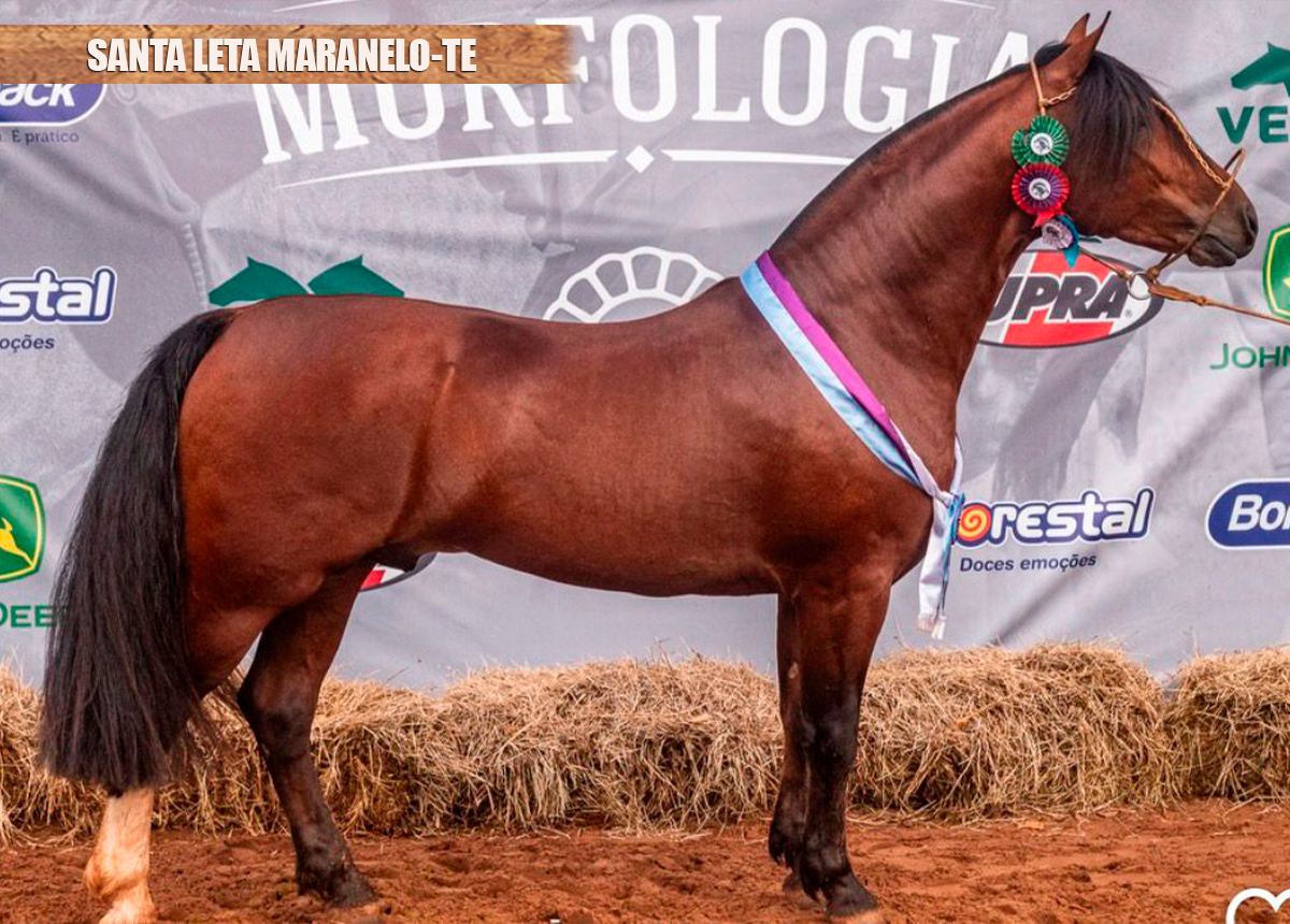 SANTA LETA MARANELO-TE