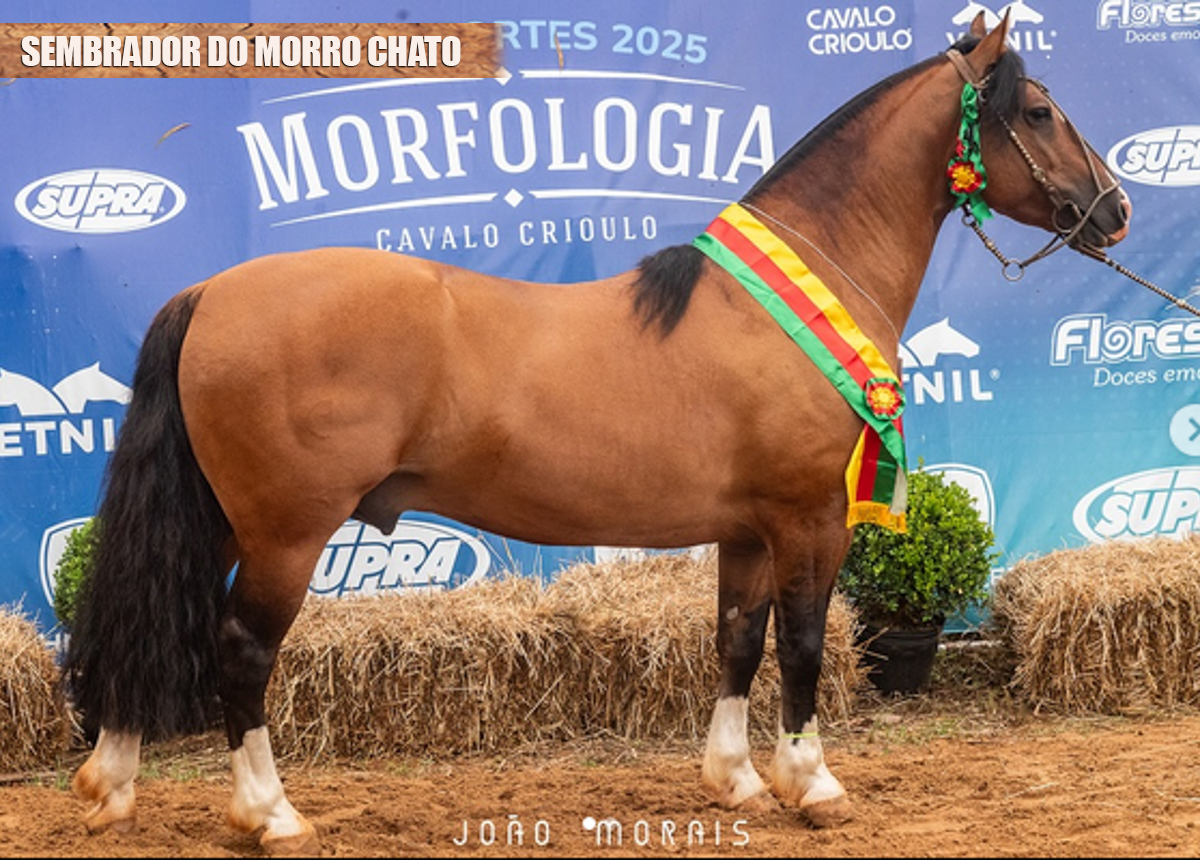 SEMBRADOR DO MORRO CHATO