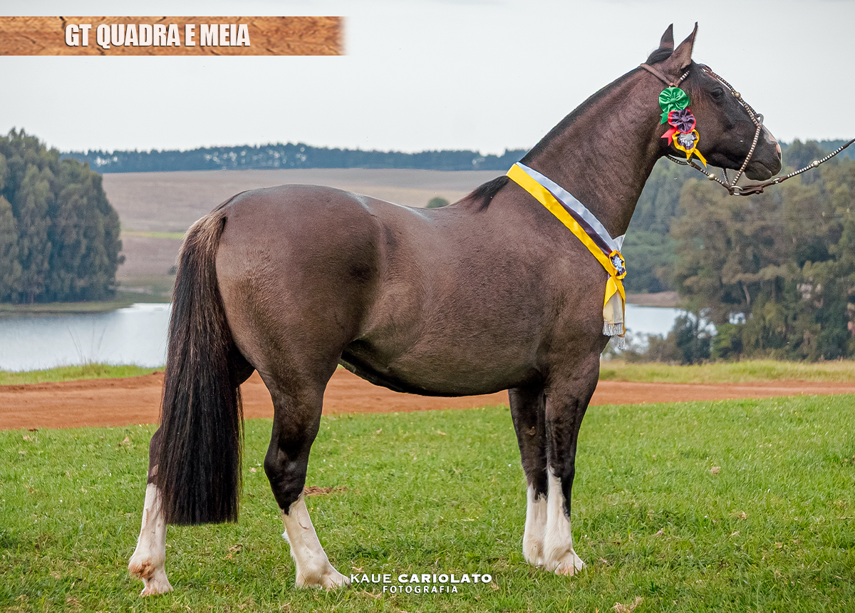GT QUADRA E MEIA