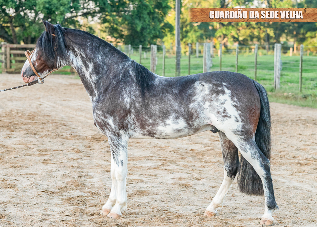 GUARDIÃO DA SEDE VELHA