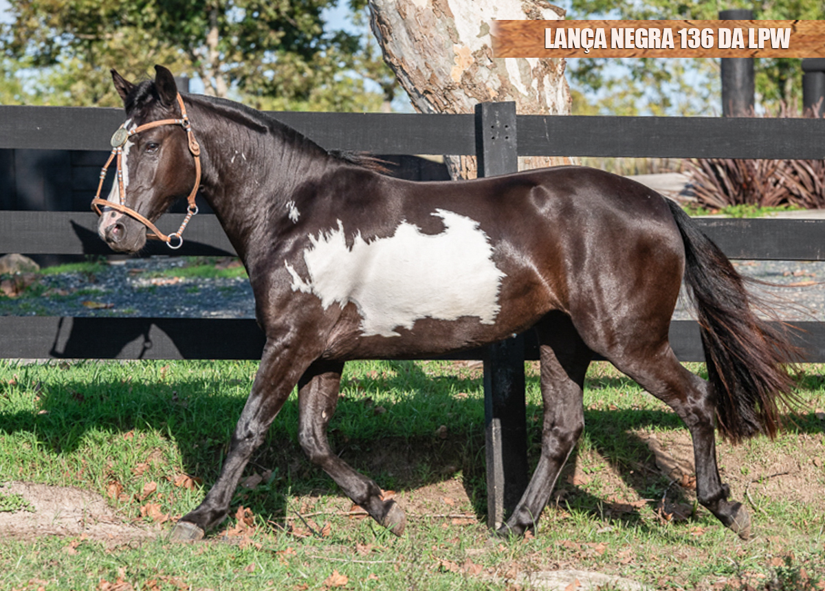 LANÇA NEGRA 136 DA LPW