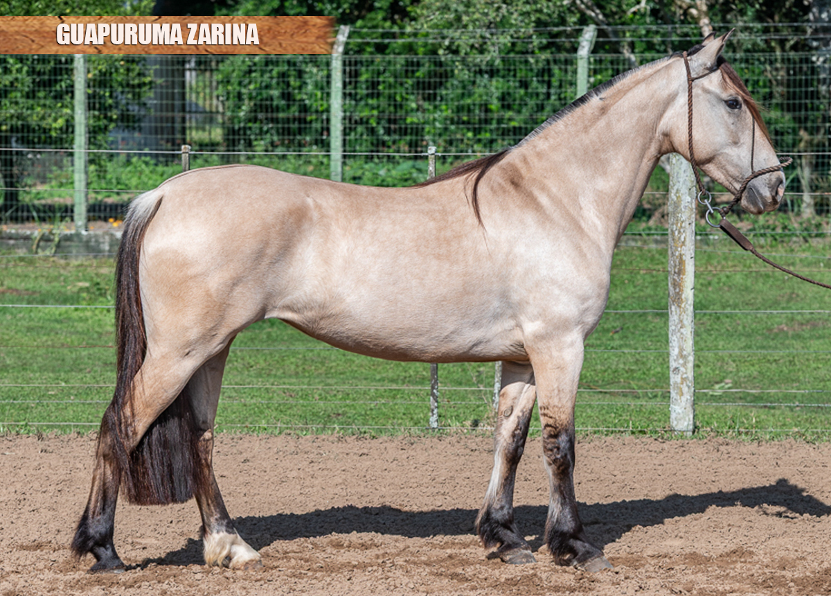 GUAPURUMA ZARINA