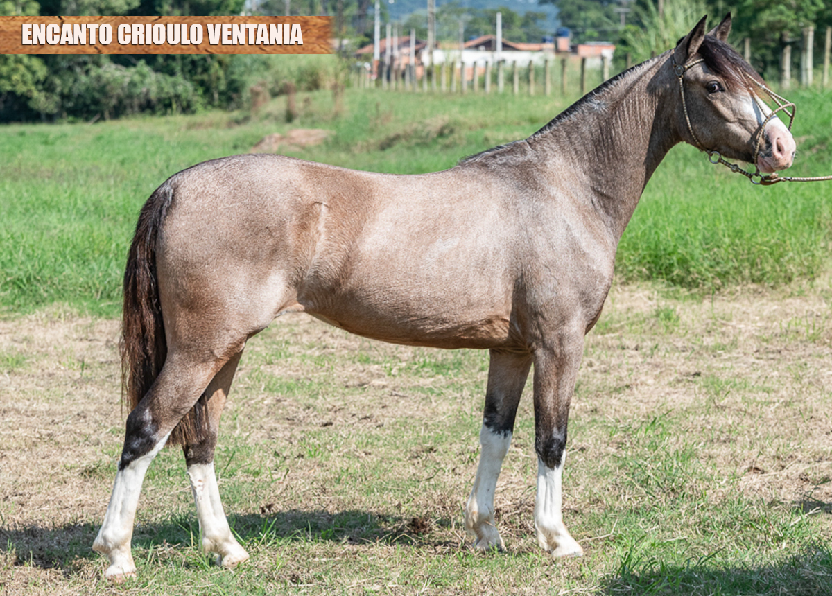 ENCANTO CRIOULO VENTANIA