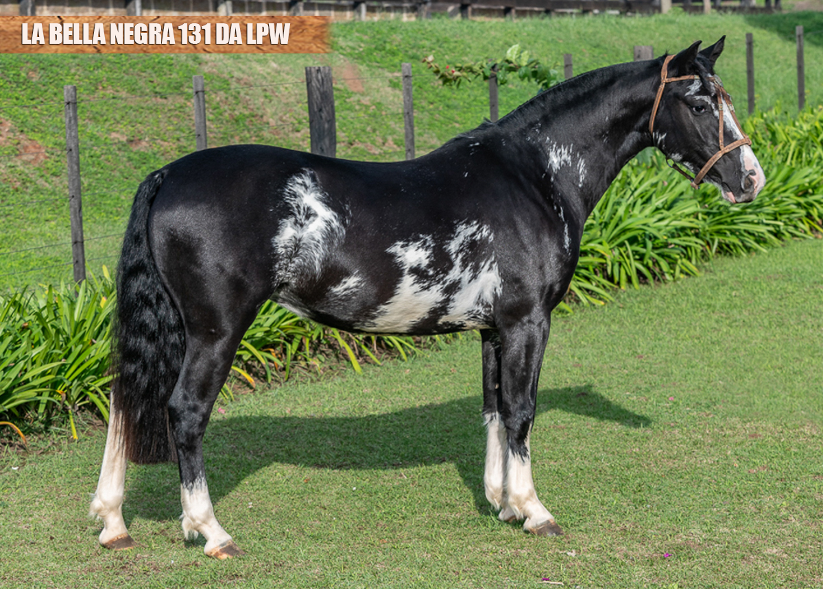 LA BELLA NEGRA 131 DA LPW