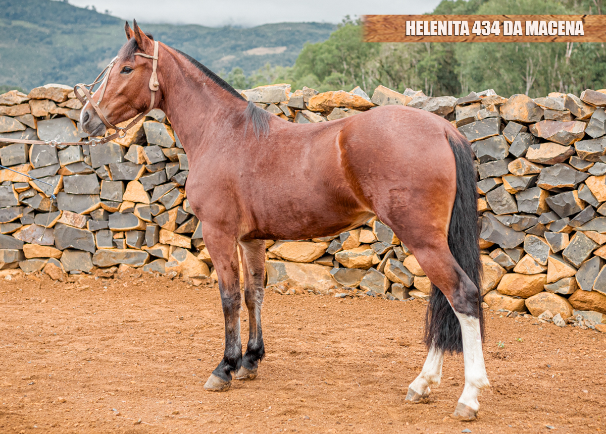 HELENITA 434 DA MACENA
