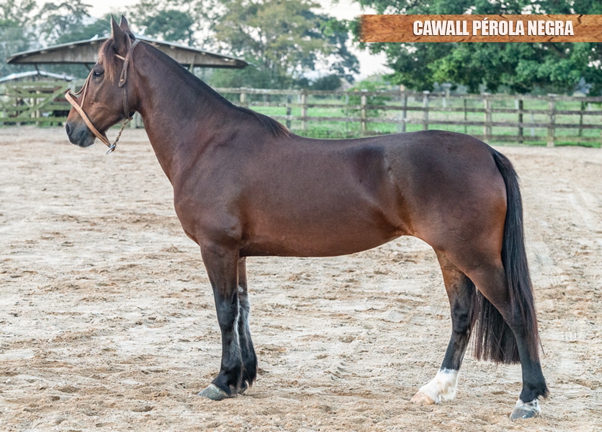 CAWALL PÉROLA NEGRA