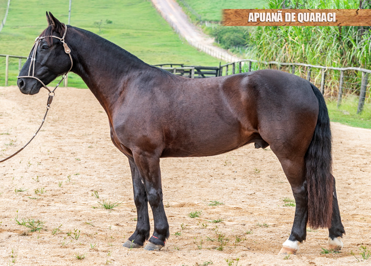 APUANÃ DE QUARACI