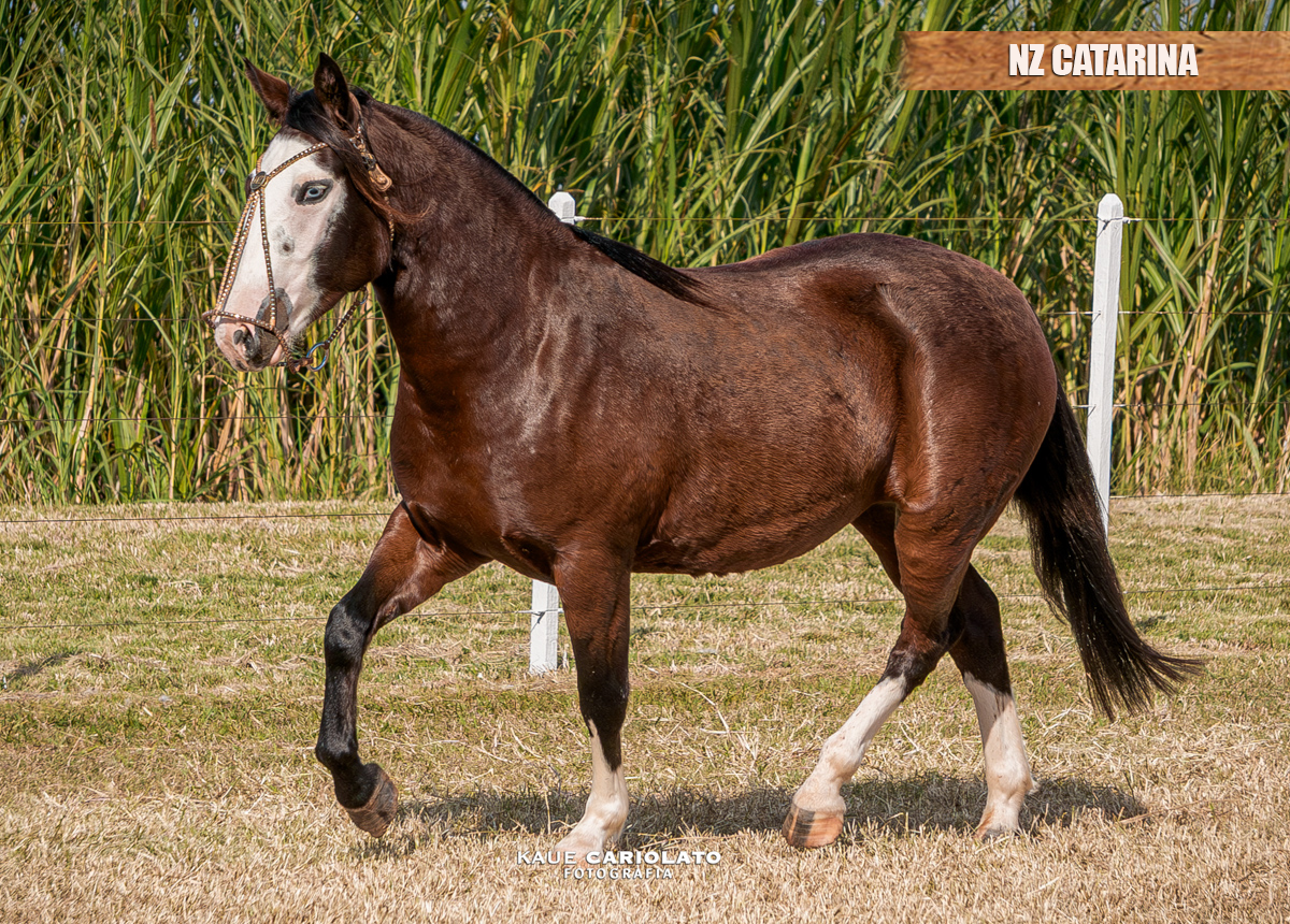 NZ CATARINA