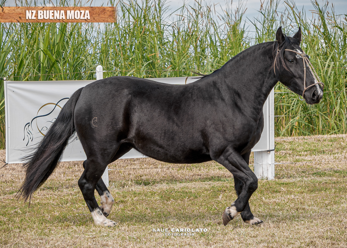 NZ BUENA MOZA