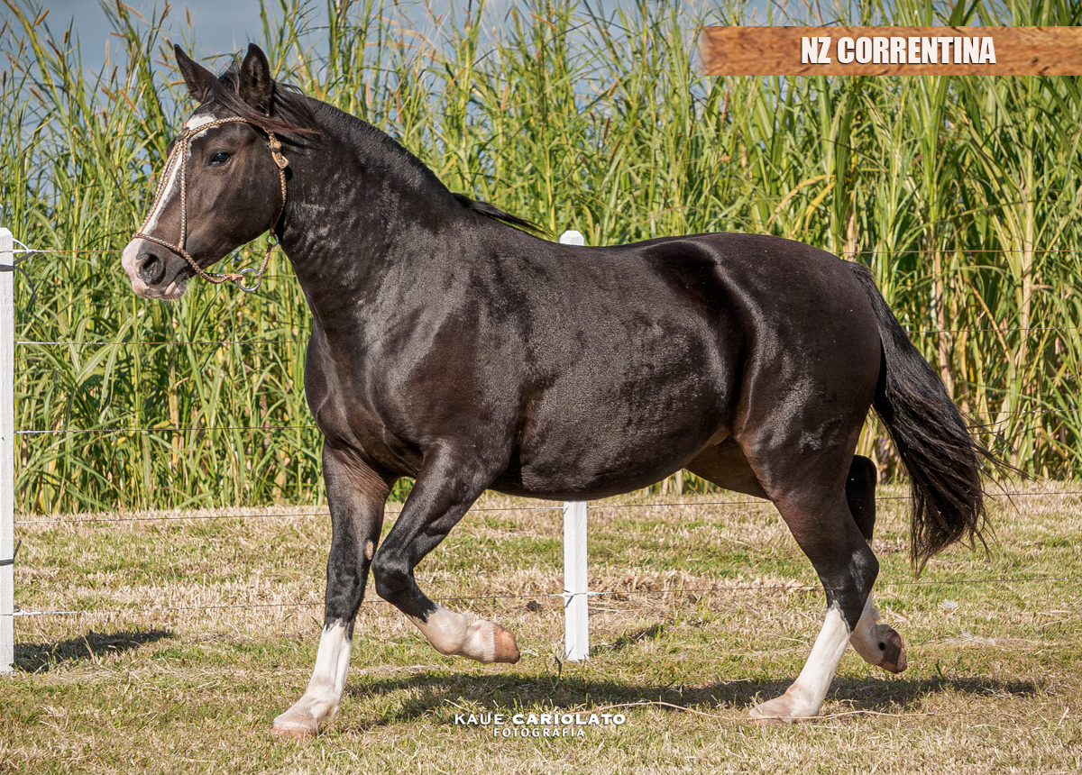 NZ CORRENTINA