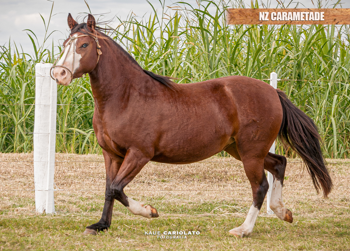 NZ CARAMETADE