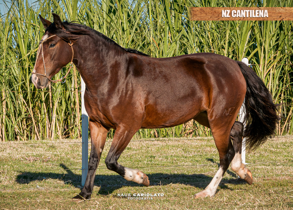 NZ CANTILENA