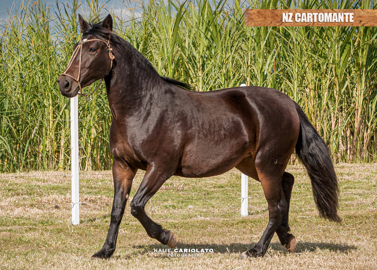 NZ CARTOMANTE